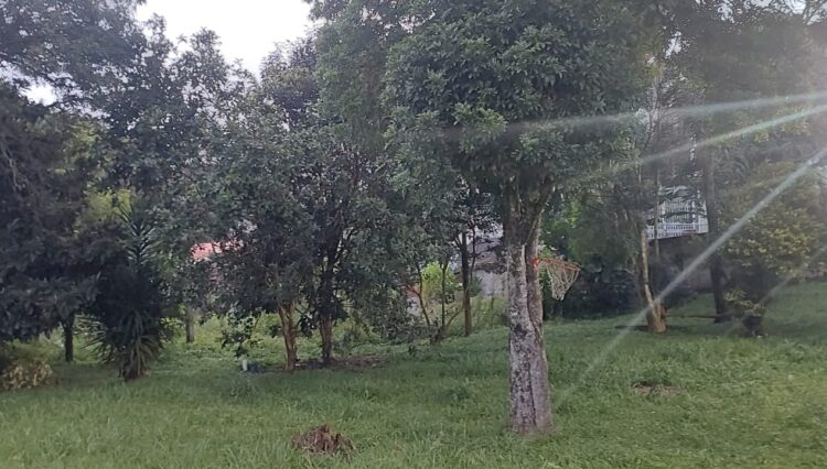 Imagem do WhatsApp de 2025-01-27 à(s) 19.33.54_5178f5df